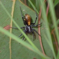Unverified Spider (Araneae) at Vincentia, NSW - 20 Apr 2022 by AnneG1