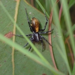 Unidentified Spider (Araneae) at Vincentia, NSW - 19 Apr 2022 by AnneG1