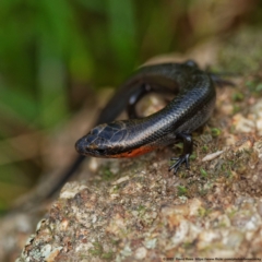 Acritoscincus platynotus (Red-throated Skink) at QPRC LGA - 26 Apr 2022 by DPRees125