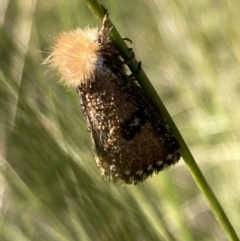 Unidentified Noctuoid moth (except Arctiinae) at Vincentia, NSW - 19 Apr 2022 by AnneG1