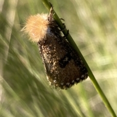 Unidentified Moth (Lepidoptera) (TBC) at Vincentia, NSW - 19 Apr 2022 by AnneG1