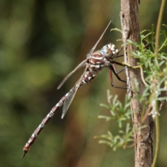 Austroaeschna unicornis (Unicorn Darner) at Googong Foreshore - 26 Apr 2022 by DPRees125