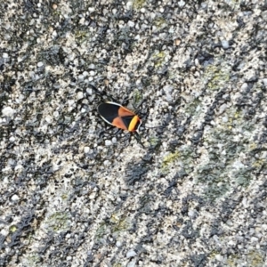 Dindymus versicolor at Pialligo, ACT - 28 Apr 2022