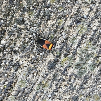 Dindymus versicolor (Harlequin Bug) at Pialligo, ACT - 28 Apr 2022 by FeralGhostbat