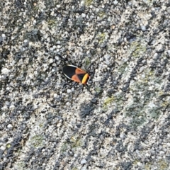 Dindymus versicolor (Harlequin Bug) at Pialligo, ACT - 28 Apr 2022 by Bugologist