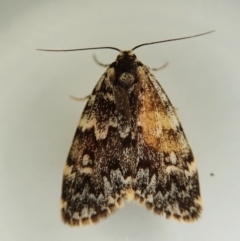 Halone sinuata (Rock Lichen Moth) at Cook, ACT - 4 Mar 2022 by CathB