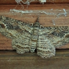 Chloroclystis filata (Filata Moth, Australian Pug Moth) at Cook, ACT - 10 Mar 2022 by CathB