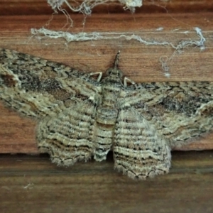 Chloroclystis filata at Cook, ACT - suppressed