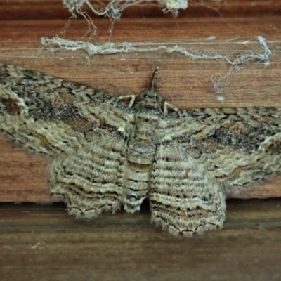 Chloroclystis filata (Filata Moth, Australian Pug Moth) at Cook, ACT - 10 Mar 2022 by CathB