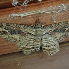 Chloroclystis filata at Cook, ACT - 10 Mar 2022