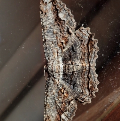 Scioglyptis lyciaria (White-patch Bark Moth) at Cook, ACT - 10 Mar 2022 by CathB