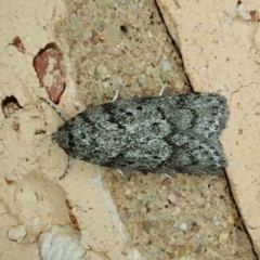 Philobota philostaura (A Concealer moth (Philobota group)) at Cook, ACT - 17 Feb 2022 by CathB