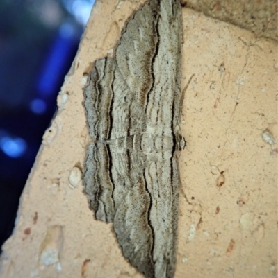 Euphronarcha luxaria (Striated Bark Moth) at Cook, ACT - 16 Feb 2022 by CathB