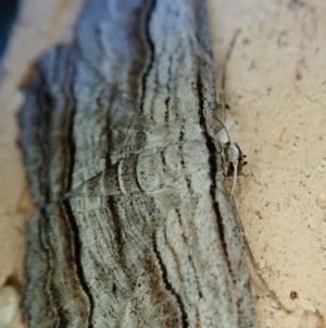 Euphronarcha luxaria at Cook, ACT - 16 Feb 2022