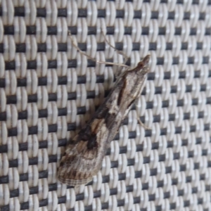 Nomophila corticalis at Stirling Range National Park, WA - 14 Sep 2019 09:39 AM
