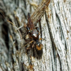Judalana lutea (Judy and Alans Yellow Ant-mimicking Jumping Spider) at Mulligans Flat - 24 Apr 2022 by DPRees125
