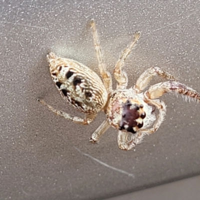 Opisthoncus grassator (Jumping spider) at Sullivans Creek, Lyneham South - 28 Apr 2022 by trevorpreston