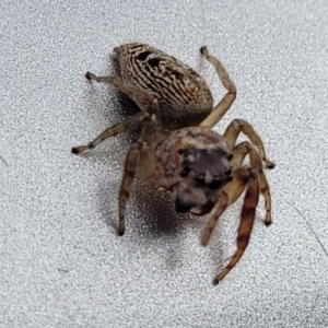 Opisthoncus grassator at Lyneham, ACT - 28 Apr 2022