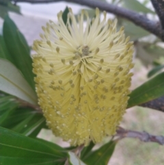 Unidentified Plant (TBC) at Hindmarsh Island, SA - 27 Apr 2022 by SamC_ 