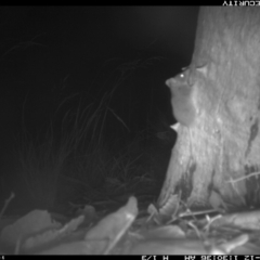 Antechinus sp. (genus) (Unidentified Antechinus) at Boro, NSW - 12 Feb 2022 by mcleana