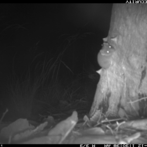 Antechinus sp. (genus) at Boro, NSW - 12 Feb 2022