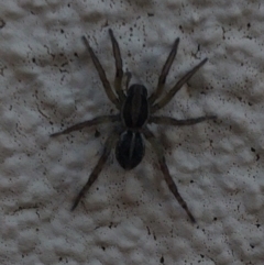 Unidentified Spider (Araneae) at Hindmarsh Island, SA - 28 Apr 2022 by samcolgan_