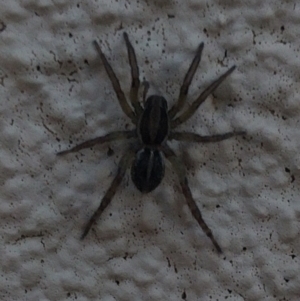 Unidentified Spider (Araneae) (TBC) at suppressed by samcolgan_
