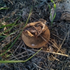 Unidentified Fungus (TBC) at suppressed - 28 Apr 2022 by samcolgan_