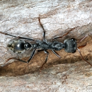 Myrmecia pyriformis at Paddys River, ACT - 5 Apr 2022 12:28 PM