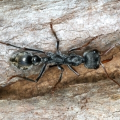 Myrmecia pyriformis (A Bull ant) at Paddys River, ACT - 5 Apr 2022 by jb2602