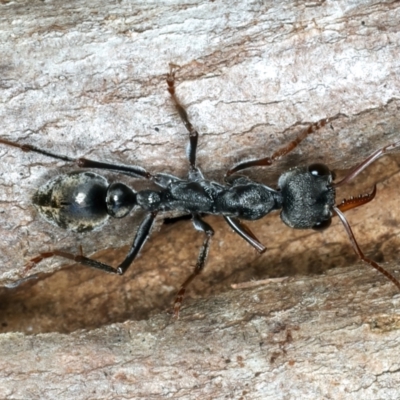 Myrmecia pyriformis (A Bull ant) at Paddys River, ACT - 5 Apr 2022 by jb2602