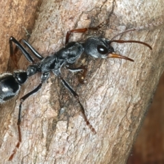 Myrmecia pyriformis at Paddys River, ACT - 5 Apr 2022 12:28 PM