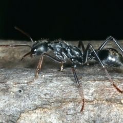 Myrmecia pyriformis at Paddys River, ACT - 5 Apr 2022 12:28 PM