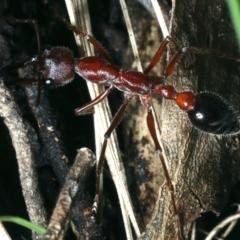 Myrmecia simillima (A Bull Ant) at Paddys River, ACT - 5 Apr 2022 by jb2602