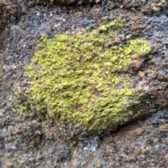 Lichen - crustose at Cooma North Ridge Reserve - 28 Apr 2022 by mahargiani