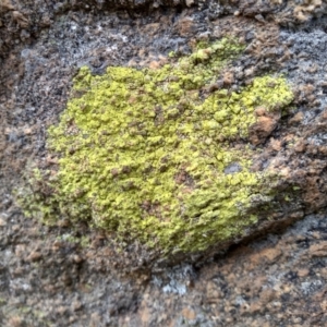 Lichen - crustose at Cooma, NSW - 28 Apr 2022 02:53 PM