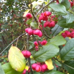 Euonymus europaeus (Common Spindle Tree) at Cooma North Ridge Reserve - 28 Apr 2022 by mahargiani