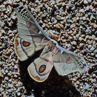 Opodiphthera eucalypti (Emperor Gum Moth) at Paddys River, ACT - 7 Nov 2020 by galah681