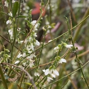 Melilotus albus at Jerrabomberra, NSW - 28 Apr 2022