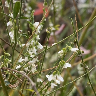 Melilotus albus (Bokhara) at Jerrabomberra, NSW - 28 Apr 2022 by Steve_Bok