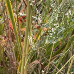 Melilotus albus at Jerrabomberra, NSW - 28 Apr 2022 04:21 PM