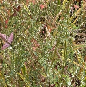 Melilotus albus at Jerrabomberra, NSW - 28 Apr 2022