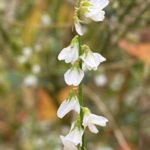 Melilotus albus at Jerrabomberra, NSW - 28 Apr 2022