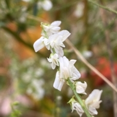 Melilotus albus at Jerrabomberra, NSW - 28 Apr 2022 04:21 PM