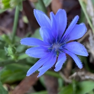 Cichorium intybus at Jerrabomberra, NSW - 28 Apr 2022