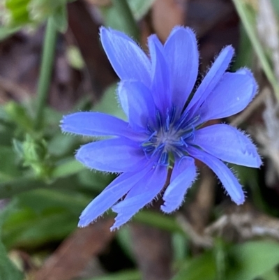 Cichorium intybus (Chicory) at Jerrabomberra, NSW - 28 Apr 2022 by SteveBorkowskis