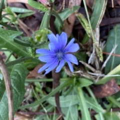 Cichorium intybus at Jerrabomberra, NSW - 28 Apr 2022