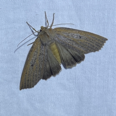 Paralaea porphyrinaria (Chestnut Vein Crest Moth) at QPRC LGA - 27 Apr 2022 by Steve_Bok