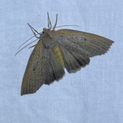 Paralaea porphyrinaria (Chestnut Vein Crest Moth) at Jerrabomberra, NSW - 27 Apr 2022 by Steve_Bok