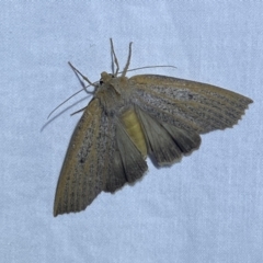 Paralaea porphyrinaria at Jerrabomberra, NSW - suppressed